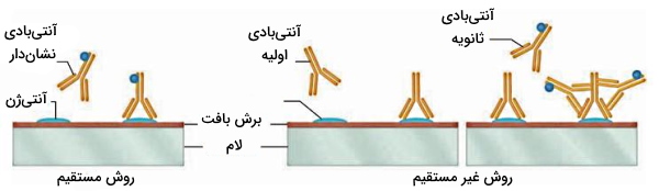 ایمونوهیستوشیمی