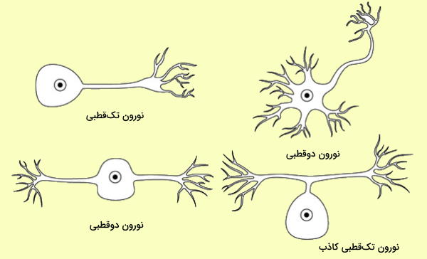 انواع نورون از نظر شکل 