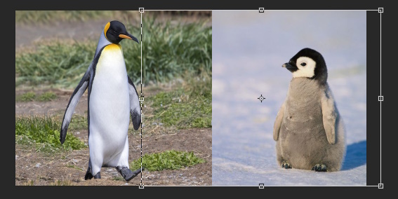 تغییر اندازه تصویر برای چسباندن دو عکس به هم