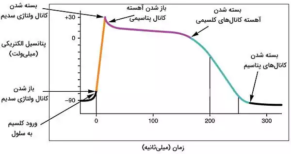 الکتروفیزولوژی قلب