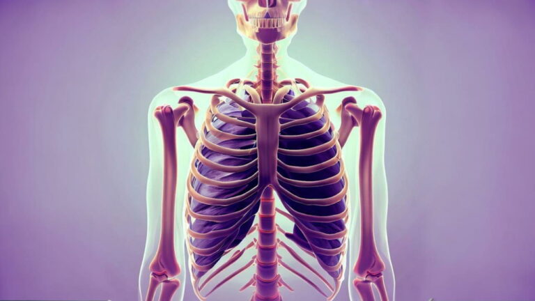 آناتومی قفسه سینه – به زبان ساده + استخوان ها و عضلات