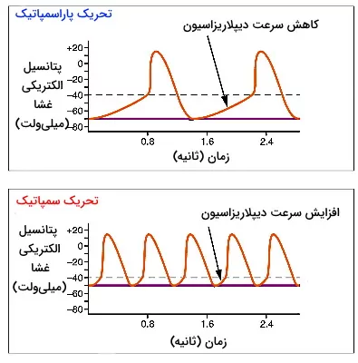 اثر سمپاتیک بر ضربان قلب
