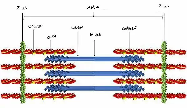 اکتین و میوزین قلب