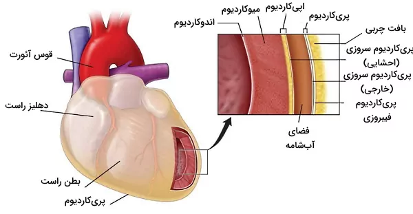 لایه های دیواره قلب
