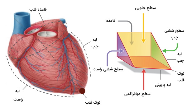 آناتومی قلب - سطح ها و لبه ها 