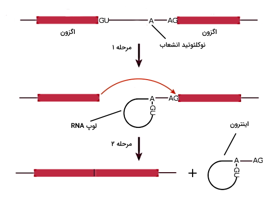 پیرایش RNA 