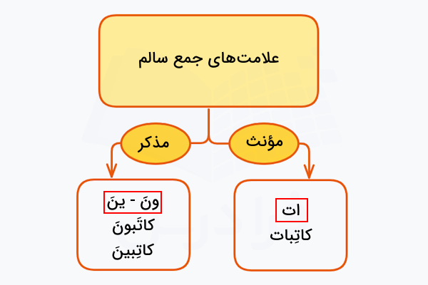علامت های جمع سالم در عربی