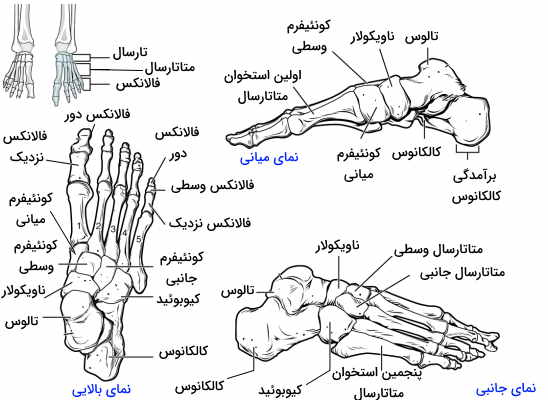 استخوان های پا 