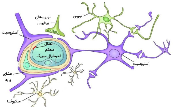 سلول های سد خونی مغزی در آناتومی مغز انسان