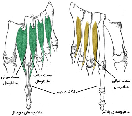 ماهیچه های بین استخوانی پا 