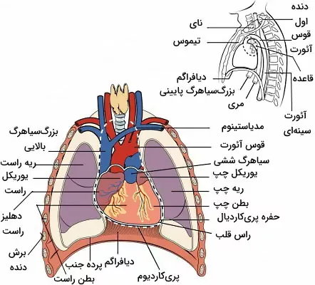 آناتومی قلب در قفسه سینه 