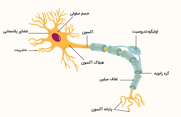 ساختار نورون در دستگاه عصبی مرکزی 