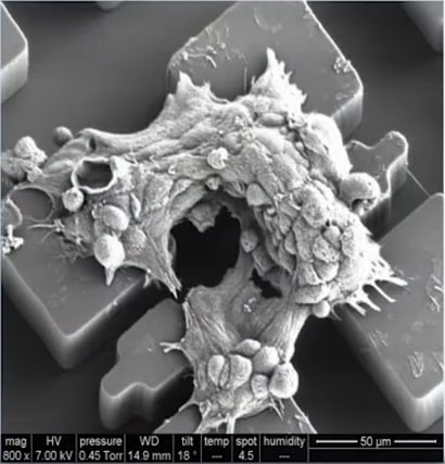 تصویر میکروسکوپ الکترونی روبشی از سلول کشت شده