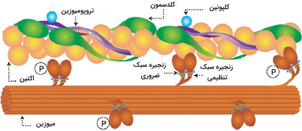 پروتئین انقباضی ماهیچه صاف