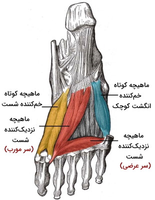 ماهیچه های داخلی پا 