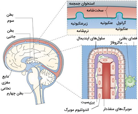 آناتومی بافت ترشح کننده مایع مغزی نخاعی در مغز 