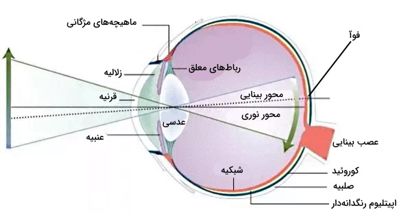 آناتومی چشم 