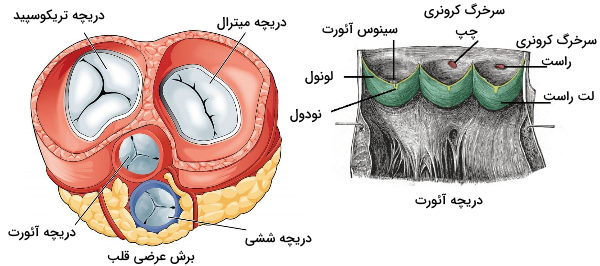 آناتومی دریچه های قلب 