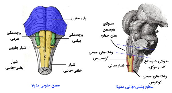 آناتومی مدولا اوبلانگا در ساقه مغز 
