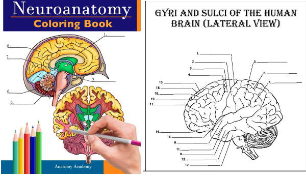 کتاب رنگ آمیزی برای یادگیری آنانوی مغز 