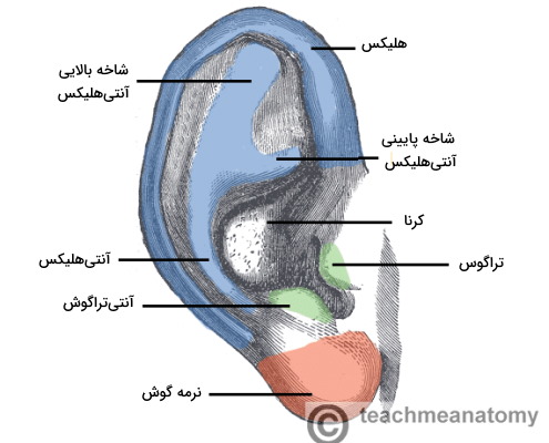 آناتومی لاله گوش خارجی 