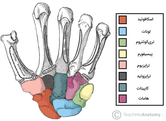 آناتومی استخوان های مچ دست
