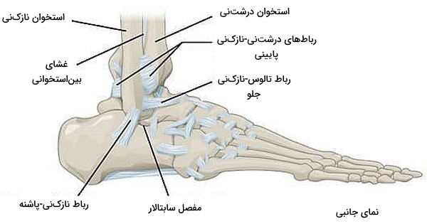 رباط بین استخوان های تالوس، درشت نی و نازک نی در مفصل مچ پا 