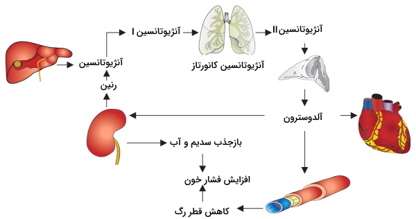 سیستم رنین آنژيوتانسین آلدوسترون 