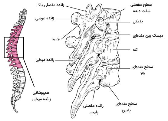 آناتومی مهره های سینه در ستون فقرات 