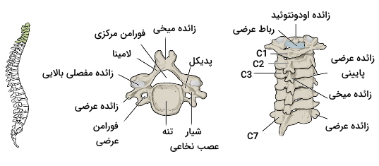 آناتومی مهره های گردن در ستون فقرات 
