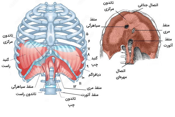 اتصال دیافراگم به استخوان قفسه سینه