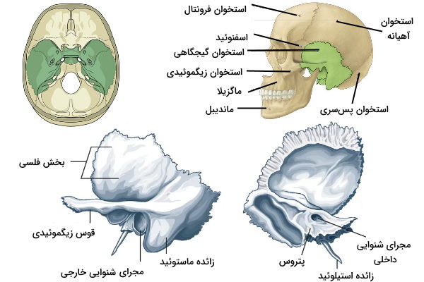 ساختار استخوانی گوش 
