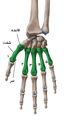 استخوان های متاکارپال دست