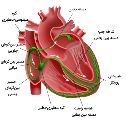 گره ها و فیبرهای هدایت جریان الکتریکی در قلب 