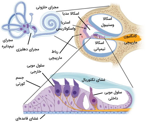 آناتومی مجرای حلزونی گوش داخلی 