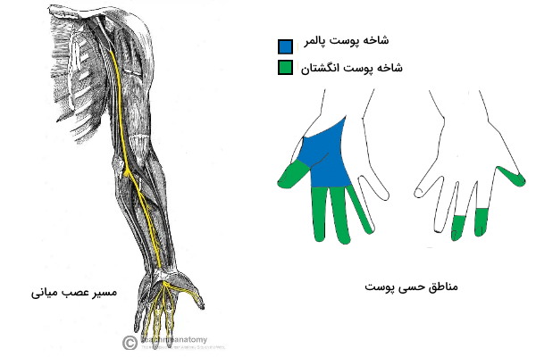 عصب میانی دست 