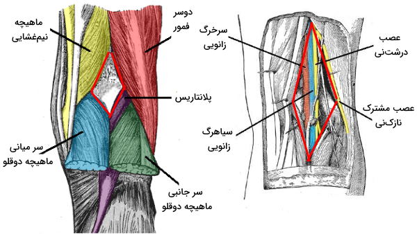 شکل حفره پشت زانو و رگ ها و اعصاب عبوری از ان 