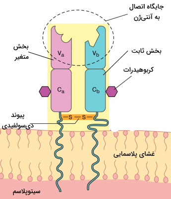شکل گیرنده آنتی ژنی لنفوسیت t