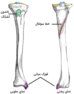 شکل استخوان درشت نی ساق پا