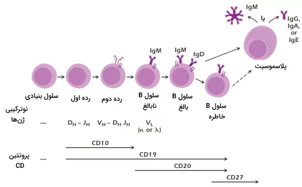 مراحل بلوغ لنفوسیت b