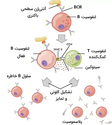 فعال شدن لنفوسیت b با کمک لنفوسیت t