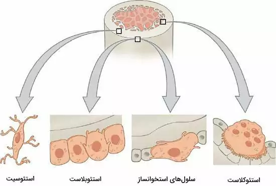 سلول های بافت استخوان