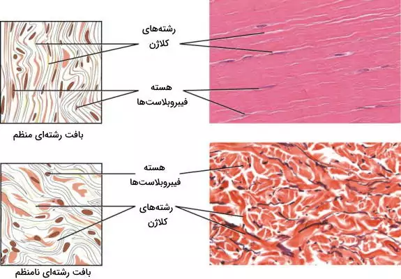 بافت پیوندی رشته ای