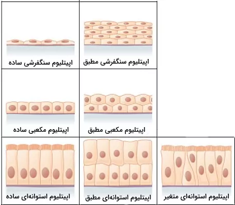 انواع بافت پوششی