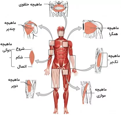 انواع ماهیچه اسکلتی - بافت جانوری