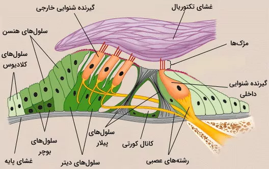 شکل گیرنده شنوایی