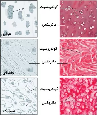 انواع غضروف - بافت جانوری