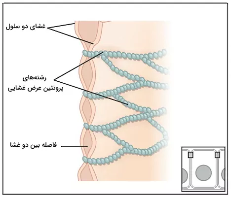 اتصالات محکم بین سلول های بافت پوششی