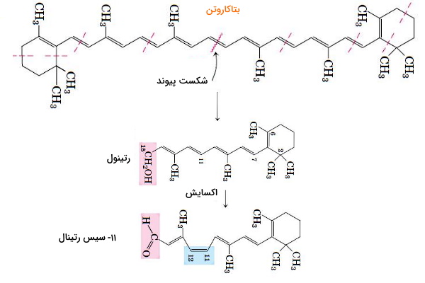 ساختار بتاکاروتن و ویتامین A مشتق از آن - انواع لیپید 