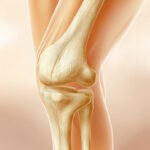 آناتومی زانو – هر آنچه باید بدانید به زبان ساده